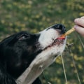 How Long Does CBD Stay in Your Dog's System?