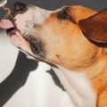 Can CBD Help Calm a Hyper Dog?