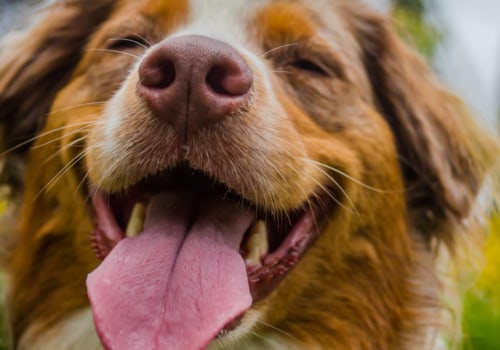 How Long Does CBD Take to Calm a Dog?